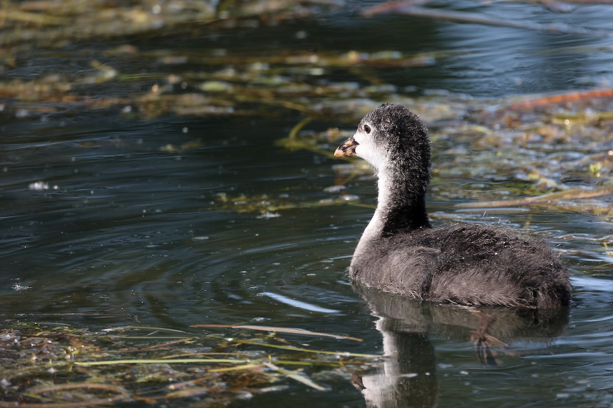 Eurasian Coot - ML472710801