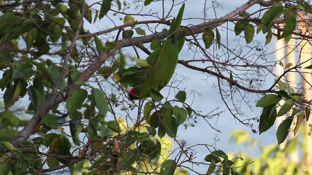 Scarlet-fronted Parakeet - ML472711