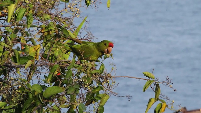 Scarlet-fronted Parakeet - ML472712