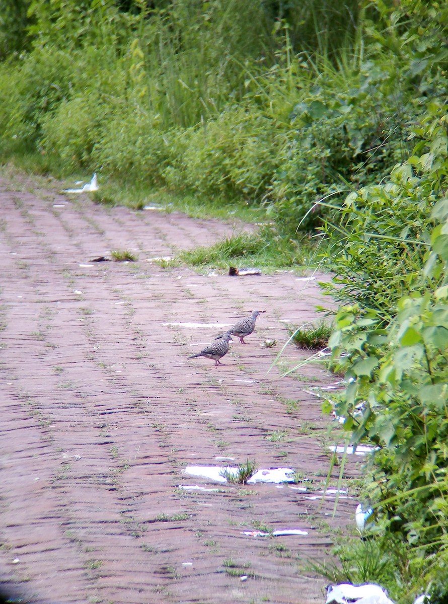Spotted Dove - ML472712341