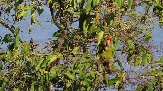 Scarlet-fronted Parakeet - ML472713