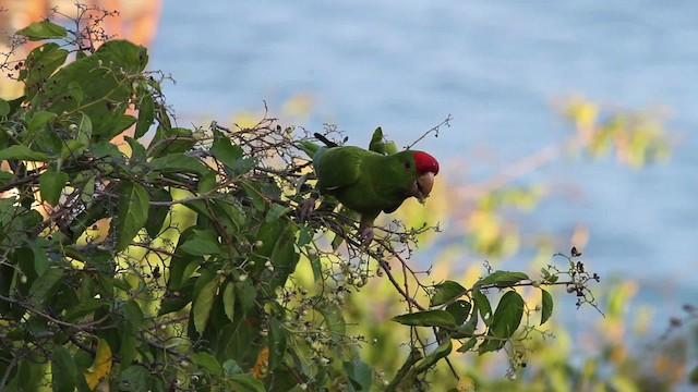 Scarlet-fronted Parakeet - ML472714