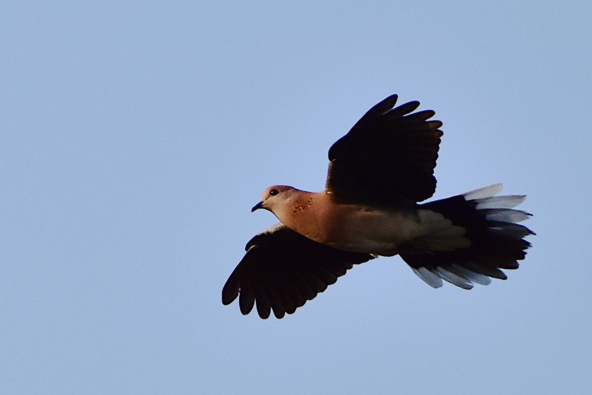 Laughing Dove - Harish Dobhal