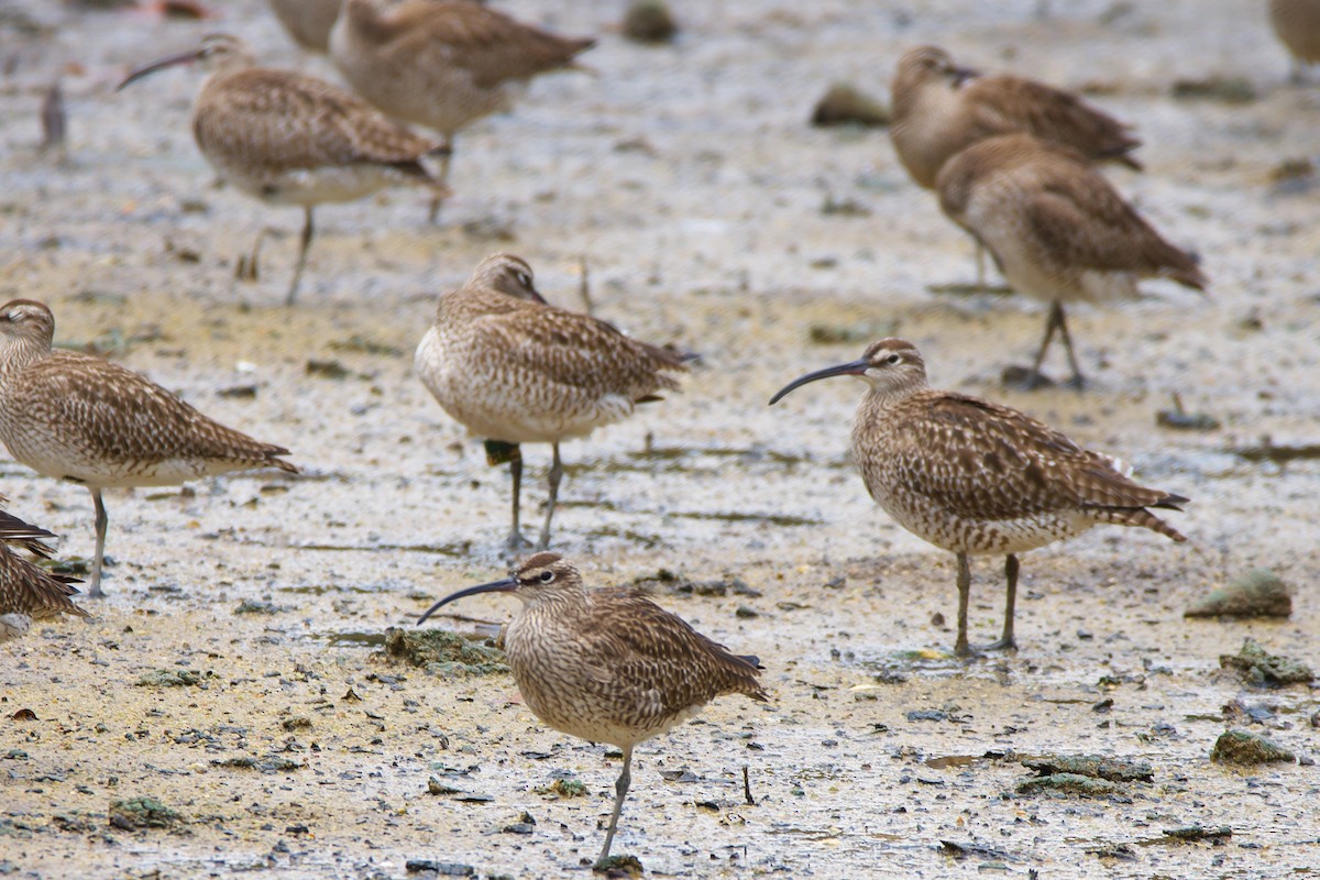 Whimbrel - ML472714641