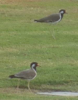 Red-wattled Lapwing - Gregory Haenel