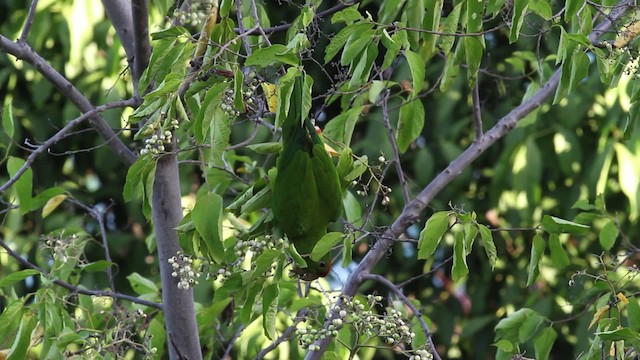 Scarlet-fronted Parakeet - ML472715