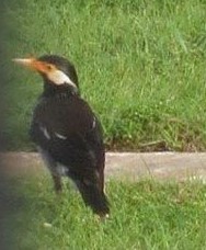 Indian Pied Starling - ML472715011