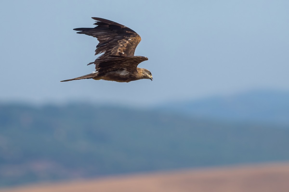 Black Kite - Yeray Seminario