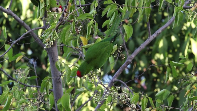 Scarlet-fronted Parakeet - ML472716
