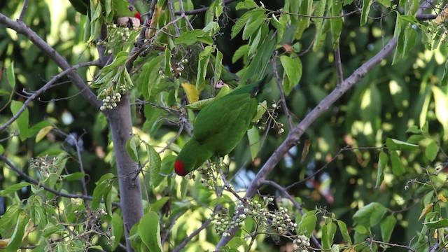 Aratinga de Wagler - ML472716