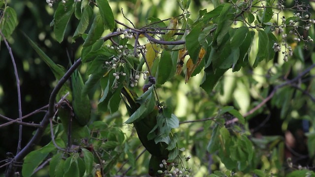 Scarlet-fronted Parakeet - ML472717