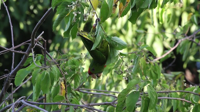 Scarlet-fronted Parakeet - ML472718