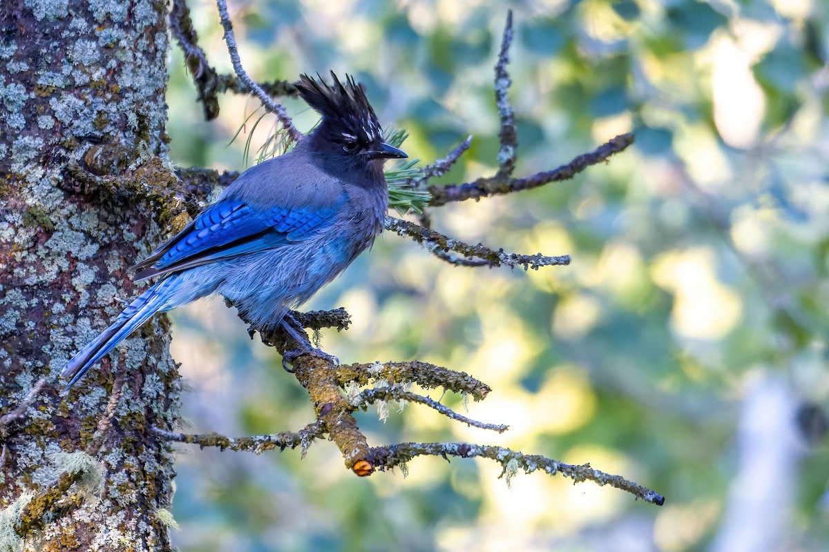 Steller's Jay (Southwest Interior) - ML472718381