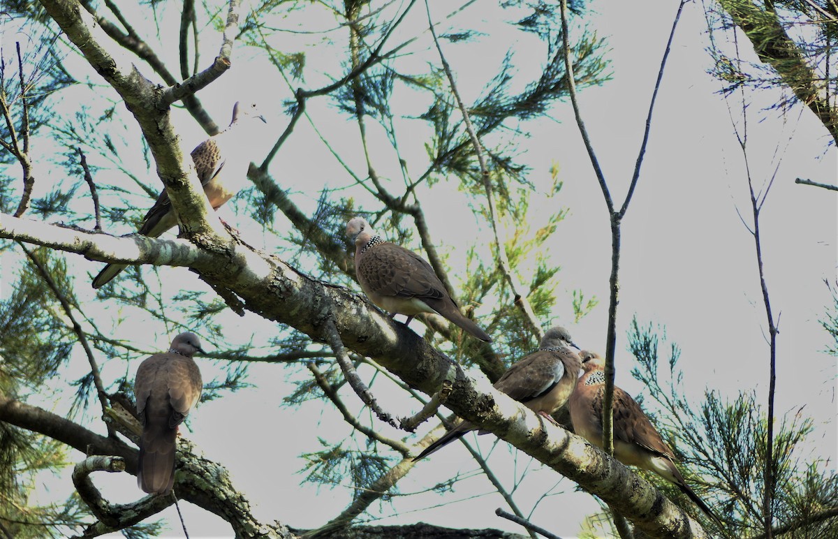 Spotted Dove - ML472718871