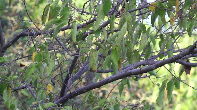 buskvireo (flavipes gr.) - ML472719