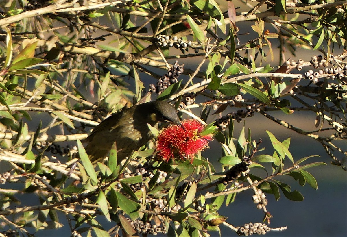 Lewin's Honeyeater - ML472719321