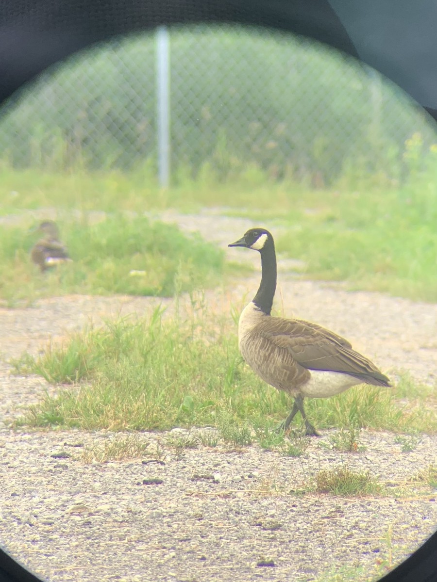 Canada Goose - ML472719391