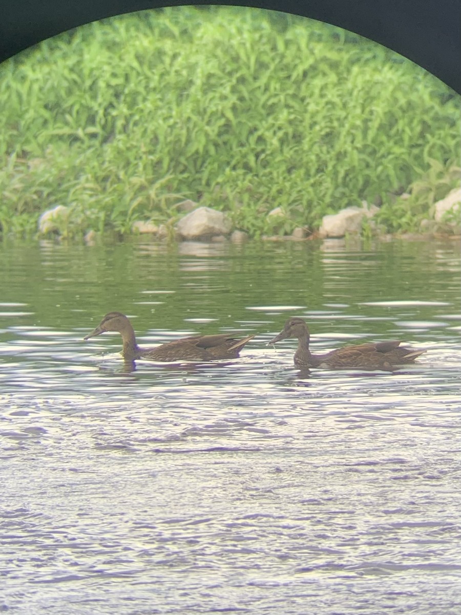 American Black Duck - ML472719441