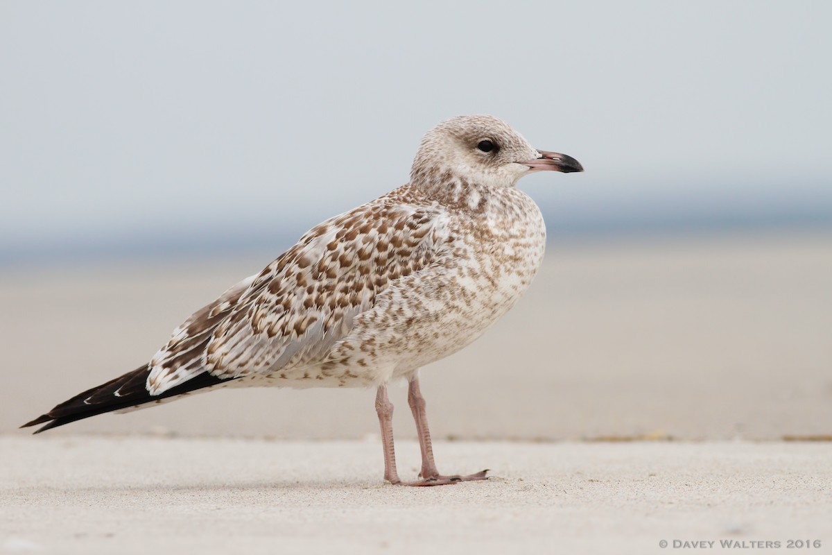 Ring-billed Gull - Davey Walters