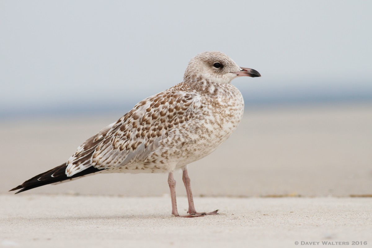 Ring-billed Gull - ML47271961