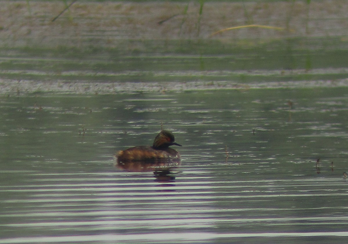 Eared Grebe - gab zeke