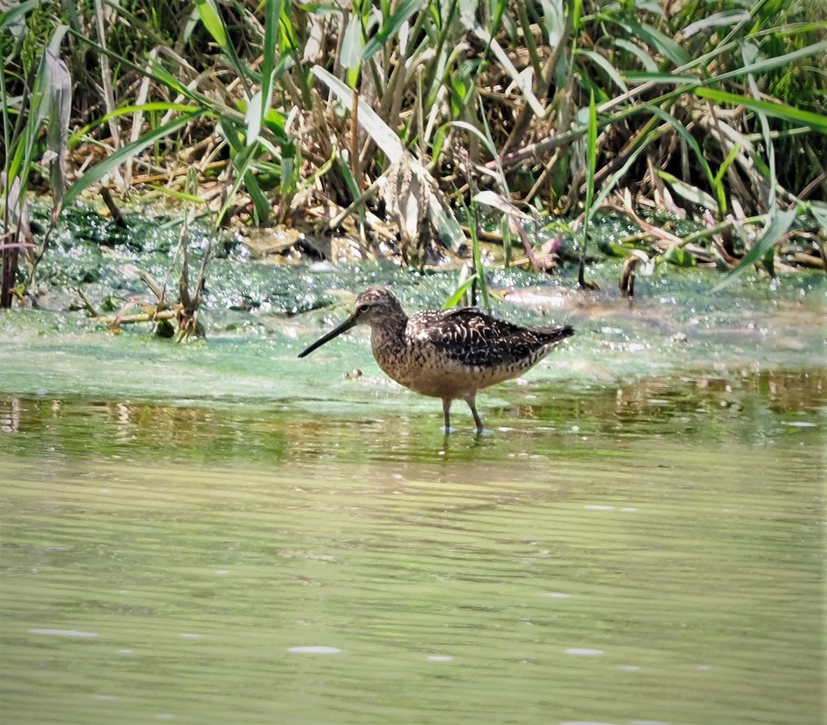 Long-billed Dowitcher - ML472720801
