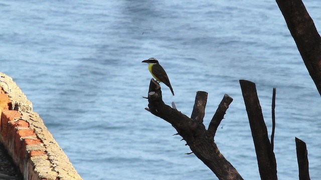 båtnebbtyrann (pitangua) - ML472721