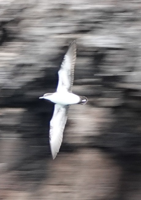 Galapagos Shearwater - ML472721481