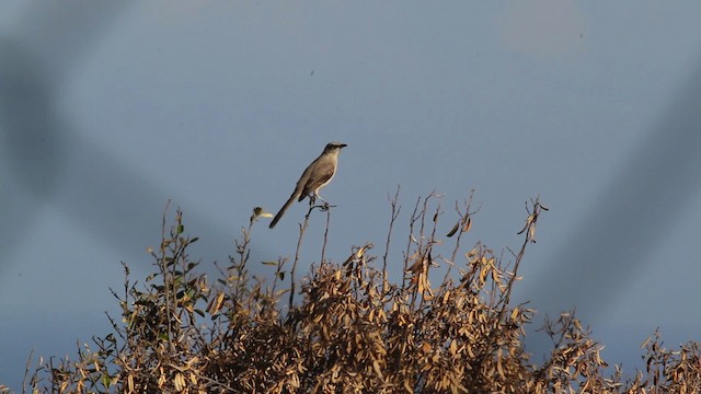 Tropical Mockingbird (Southern) - ML472722