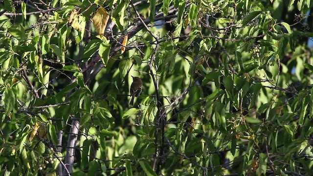 Pearly-vented Tody-Tyrant - ML472723