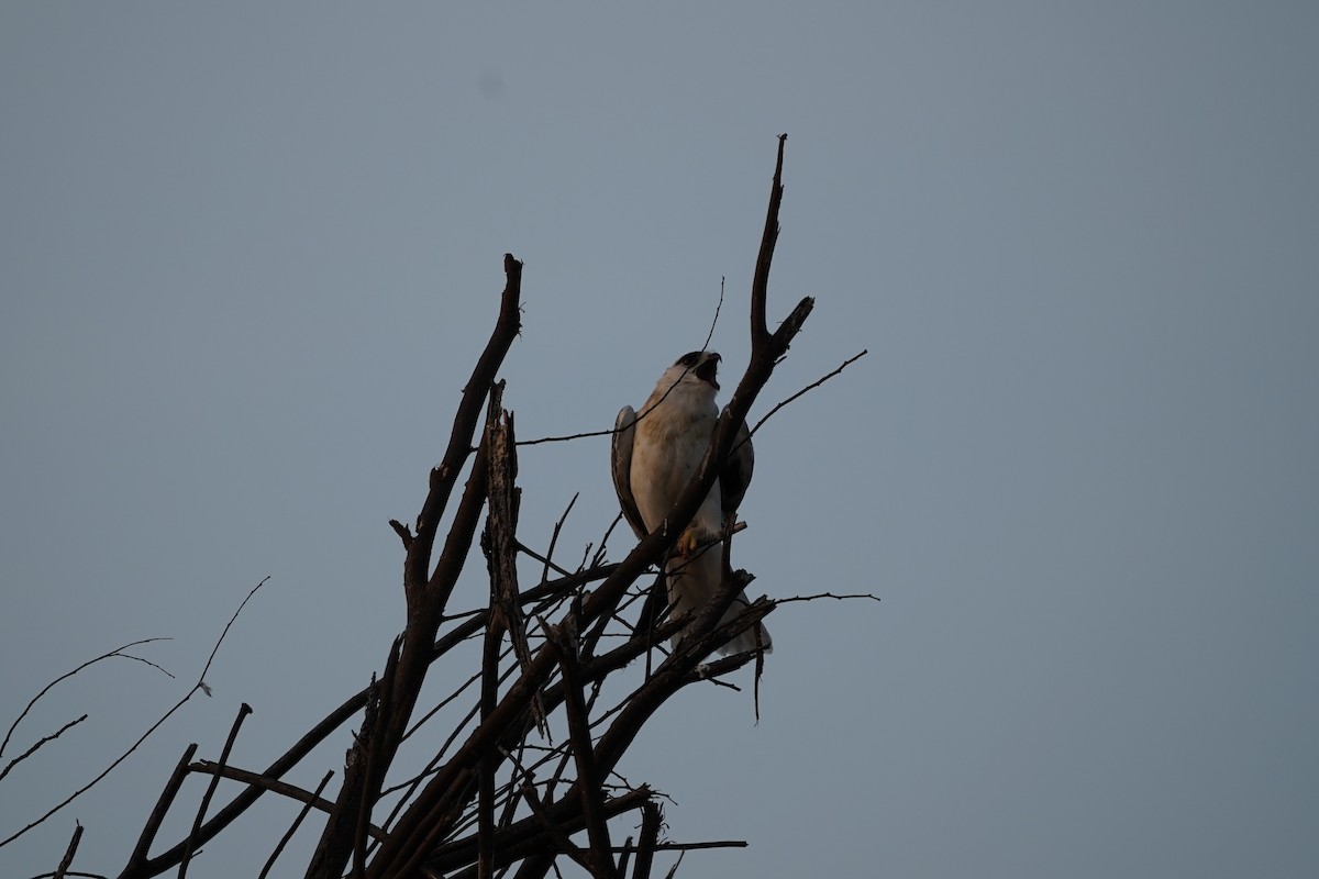 Black-shouldered Kite - ML472723201