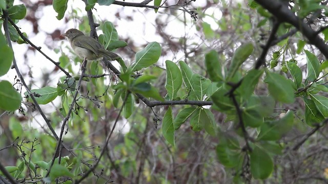 Віреончик чагарниковий [група flavipes] - ML472724