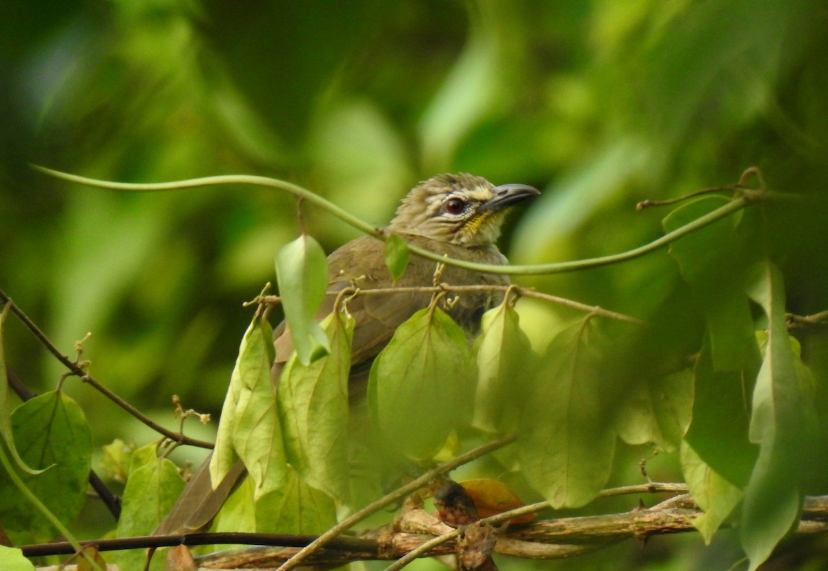 White-browed Bulbul - ML472724841