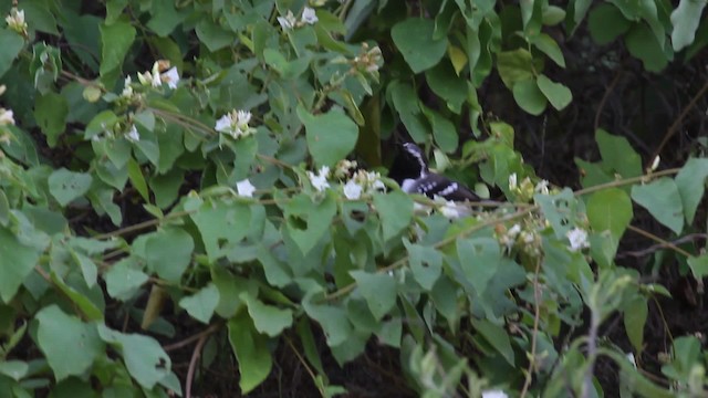Northern White-fringed Antwren - ML472725