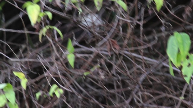 Northern White-fringed Antwren - ML472726