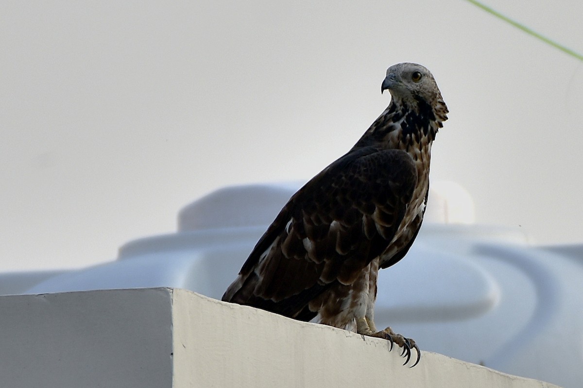 Oriental Honey-buzzard - Ananyaa Dobhal