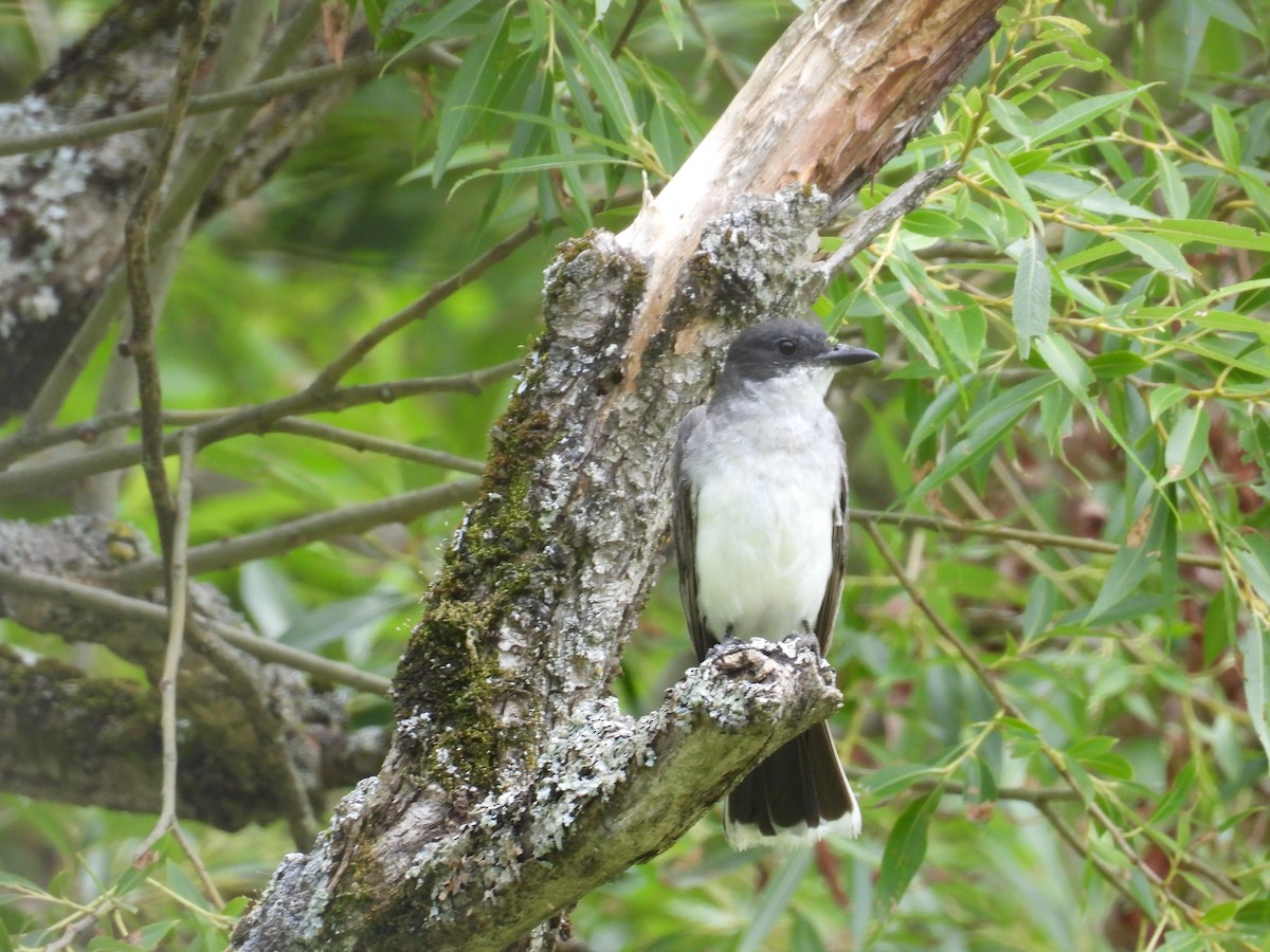 Eastern Kingbird - ML472727691