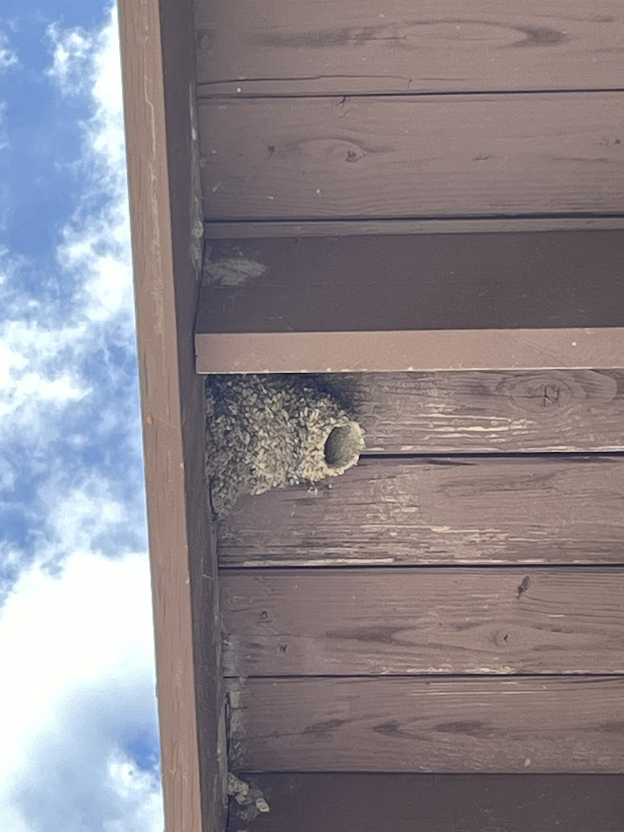 Cliff Swallow - ML472728461