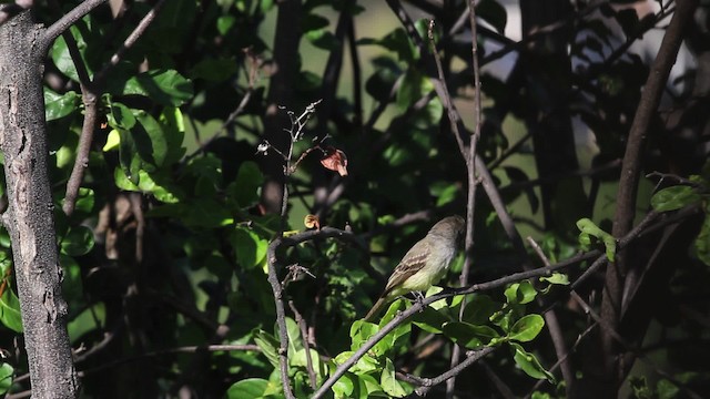 Northern Scrub-Flycatcher - ML472729