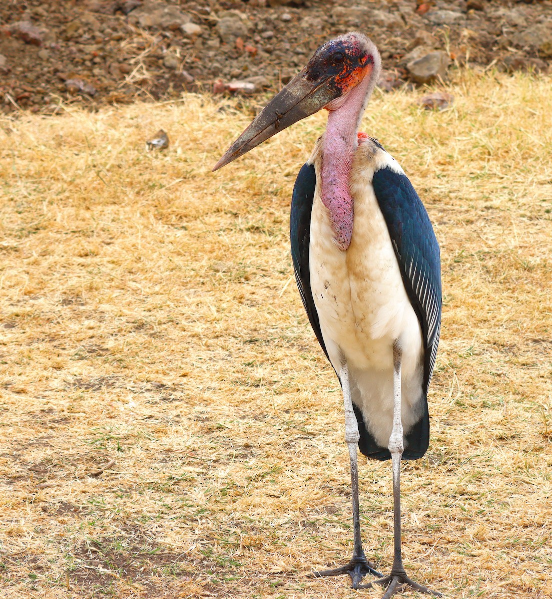 Marabou Stork - James Lukenda