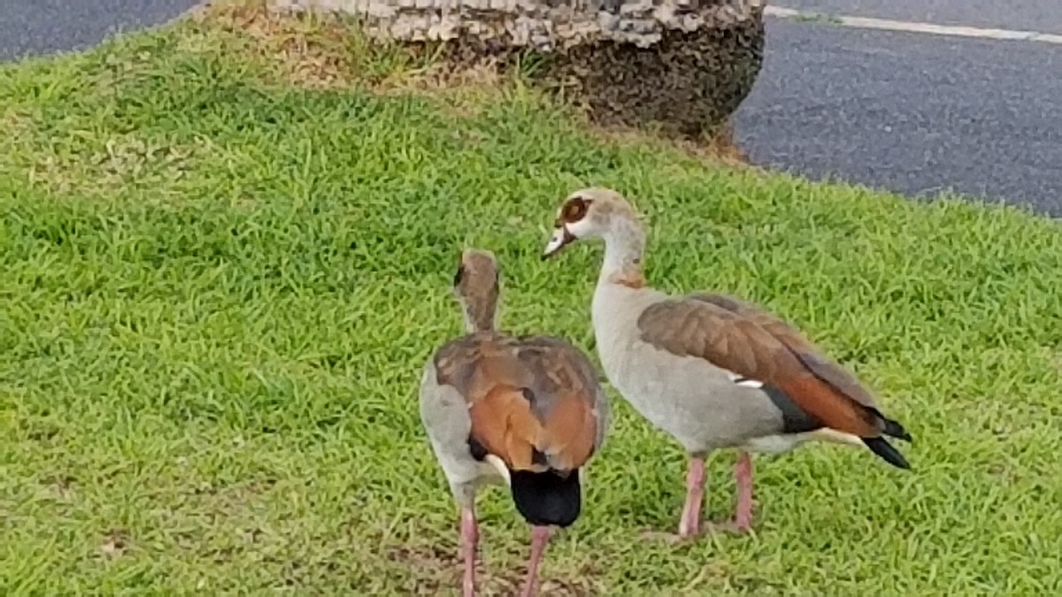 Egyptian Goose - ML472730251