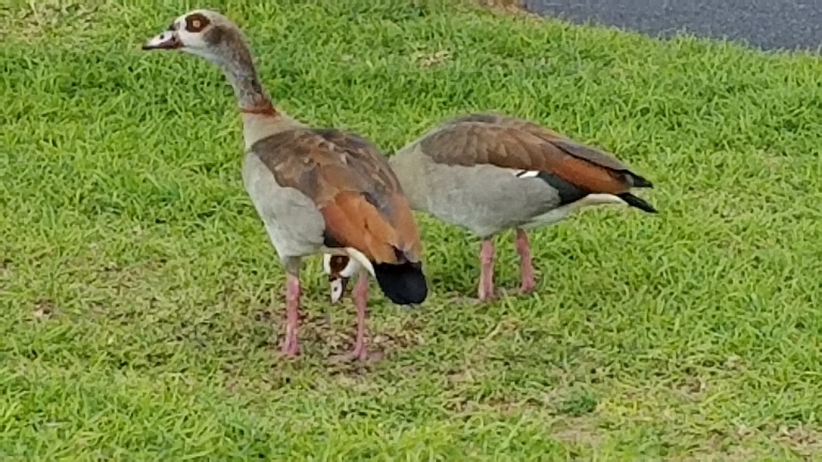 Egyptian Goose - ML472730271