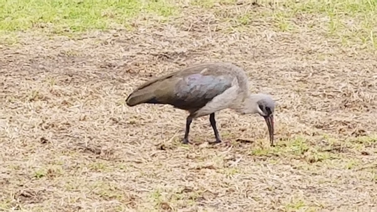 Hadada Ibis - ML472730711