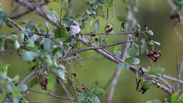 Амазонская комароловка (plumbiceps/anteocularis) - ML472731