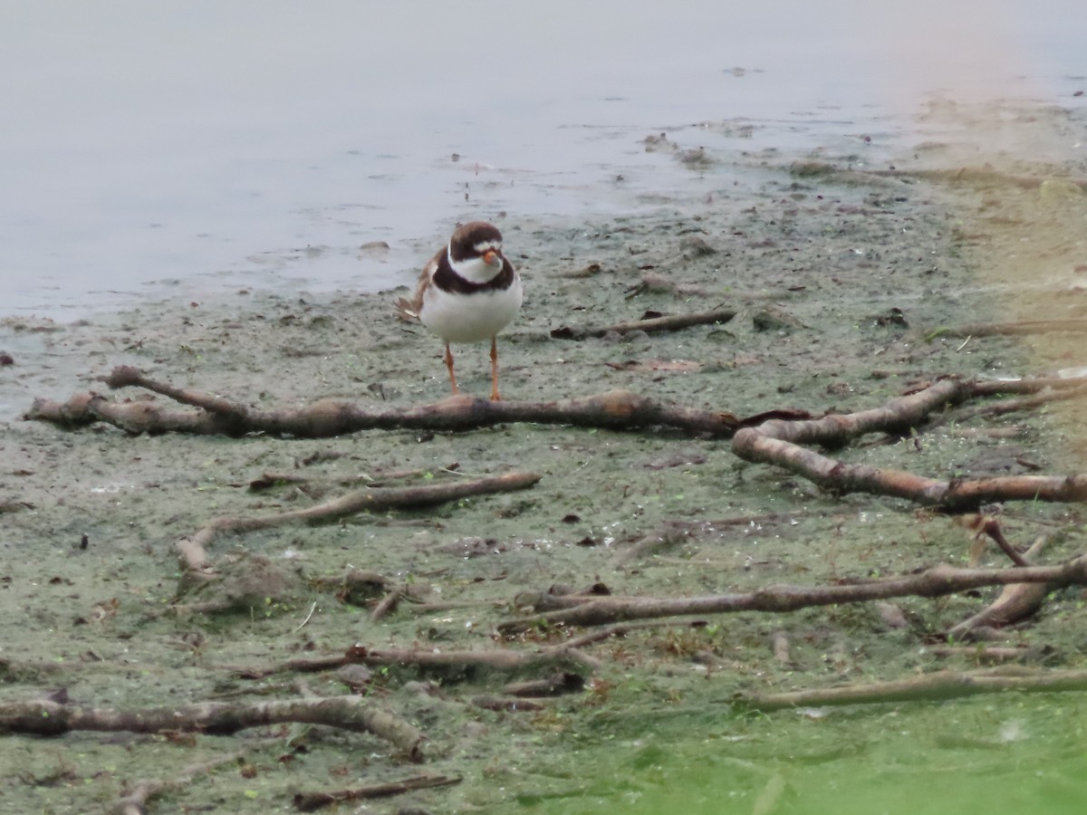 Semipalmated Plover - ML472731591