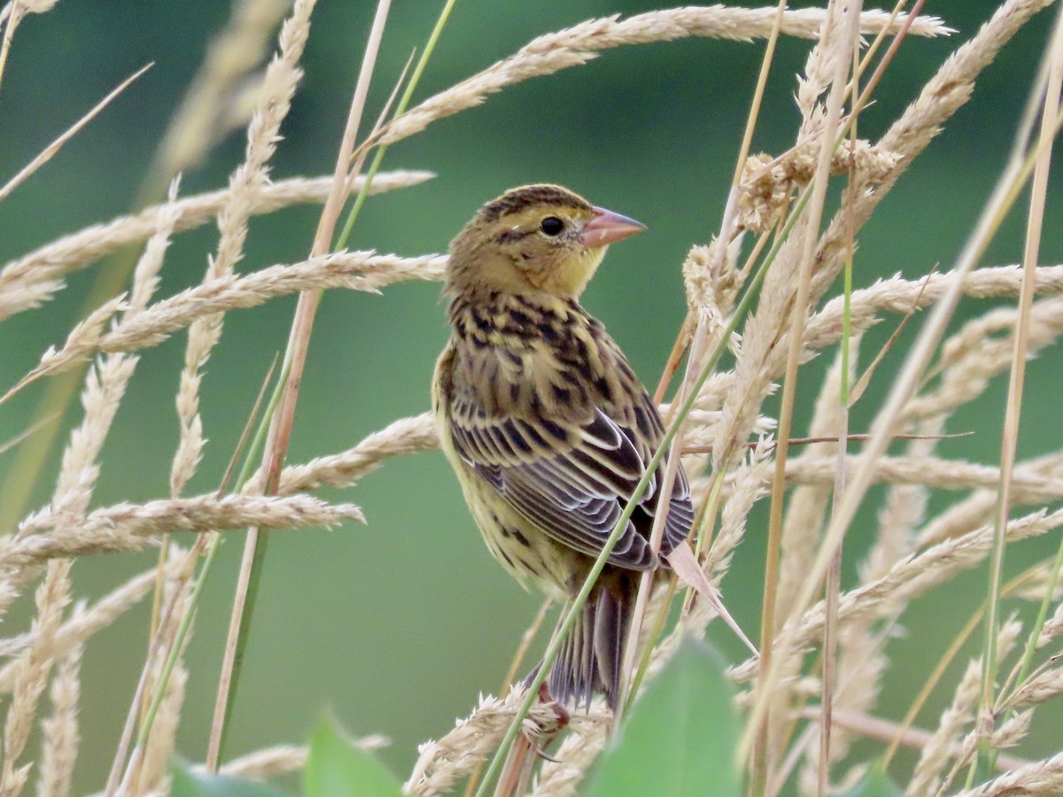 bobolink - ML472731701