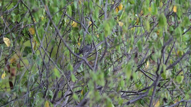 Pileated Finch - ML472732