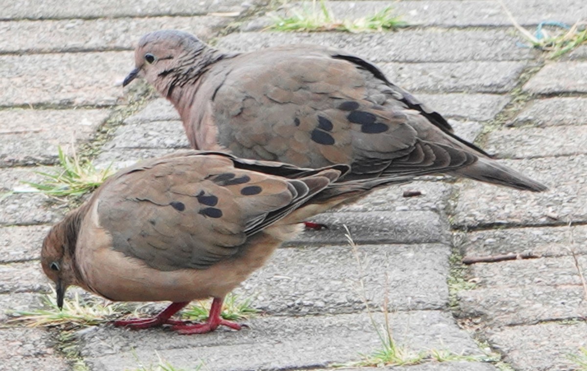 Eared Dove - ML472733371