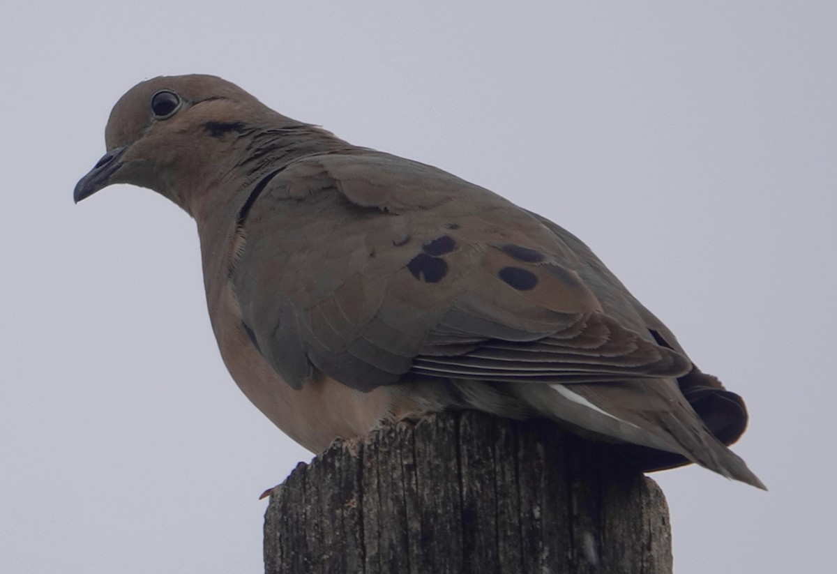 Eared Dove - ML472733381