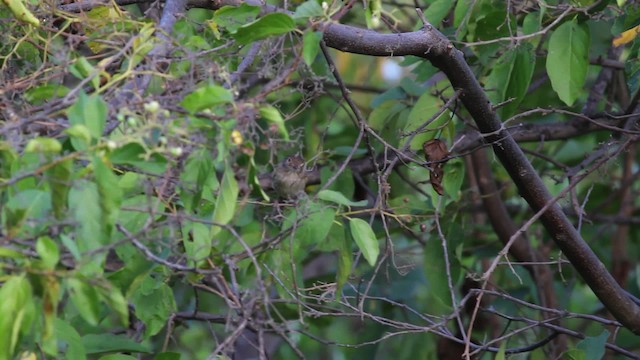 Pearly-vented Tody-Tyrant - ML472734